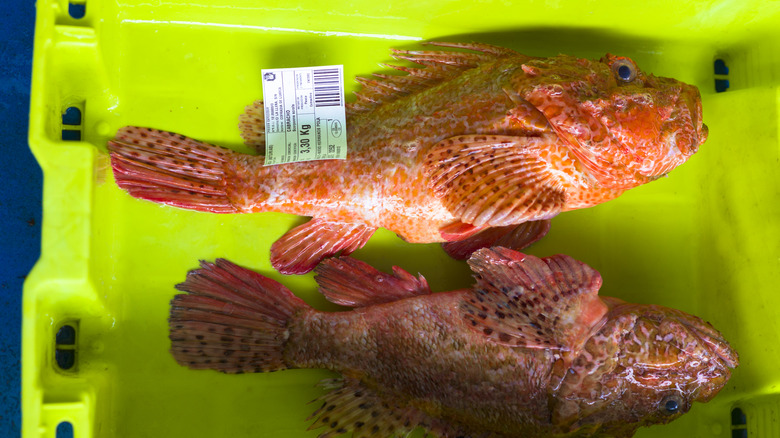 two whole fresh fish