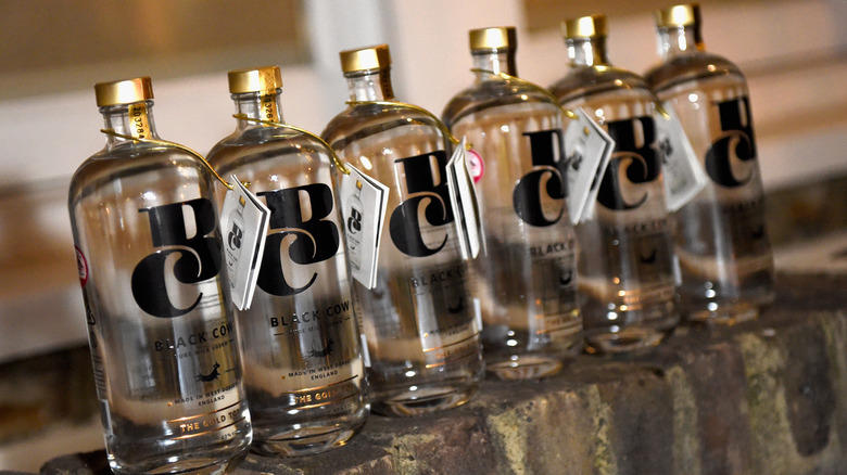 Six bottles of clear Black Cow vodka on a shelf