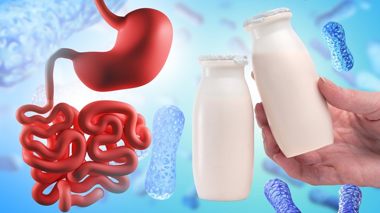 Illustration of a gastrointestinal tract next to a hand holding a packaged yogurt drink