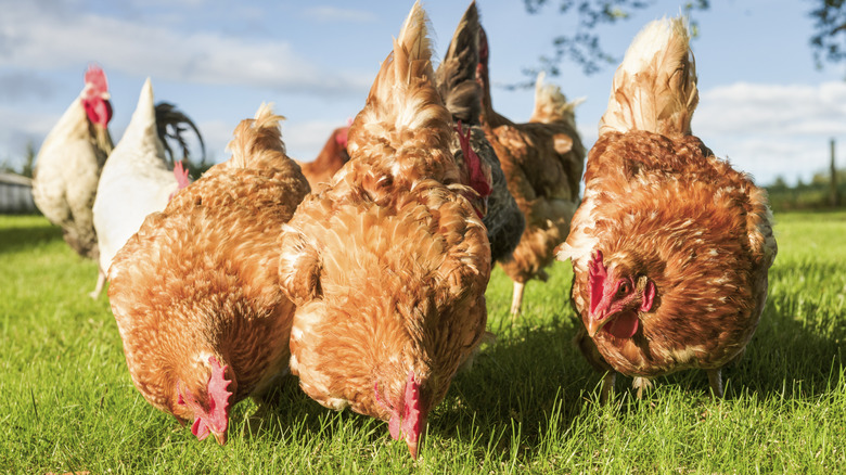 Free-range chickens