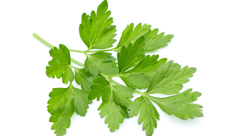 Fresh parsley on white background