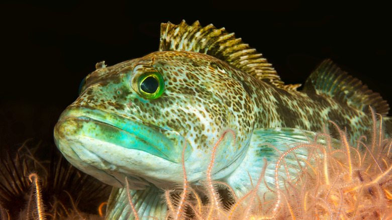 A wild lingcod fish swimming