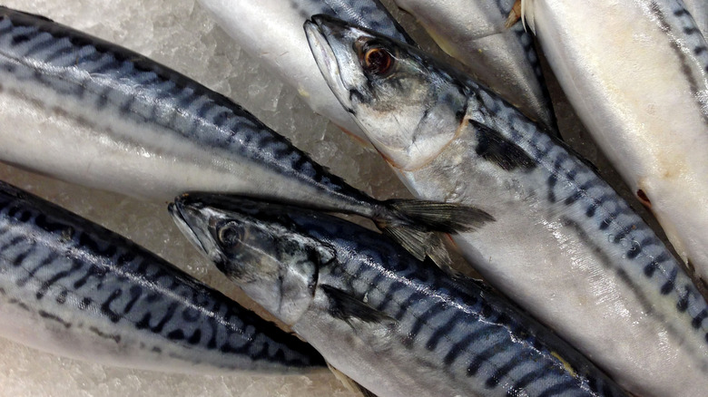 Mackerel on ice