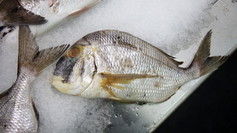 A porgy fish on ice