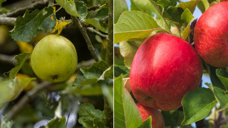 wild green apples and domesticated red apples