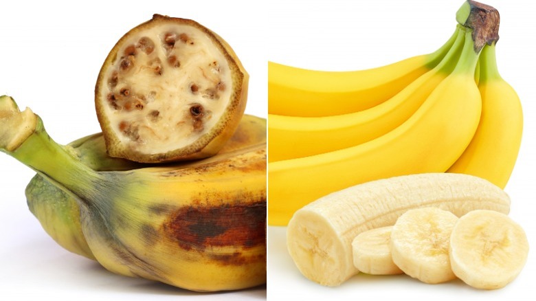 wild, seeded bananas and domesticated Cavendish bananas