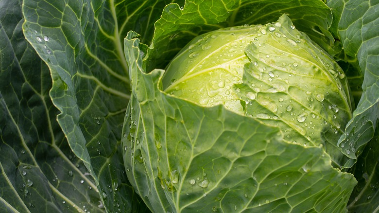 round cabbage