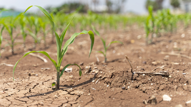 Plants growing in dry cracked soil