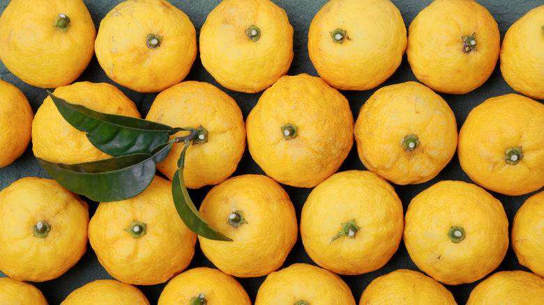 yellow yuzu fruit