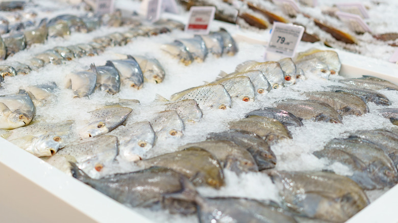 Frozen fish in ice