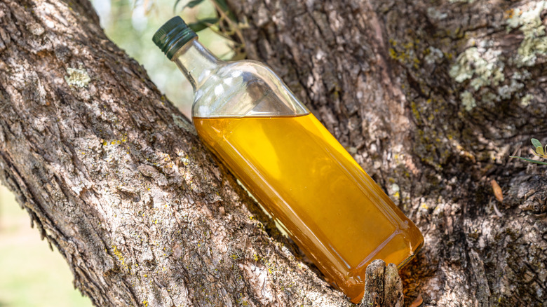 Bottle of olive oil on tree branch