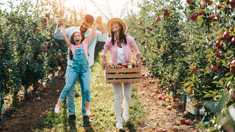 family picking apples at orchard