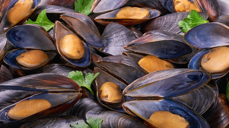 Pile of cooked mussels