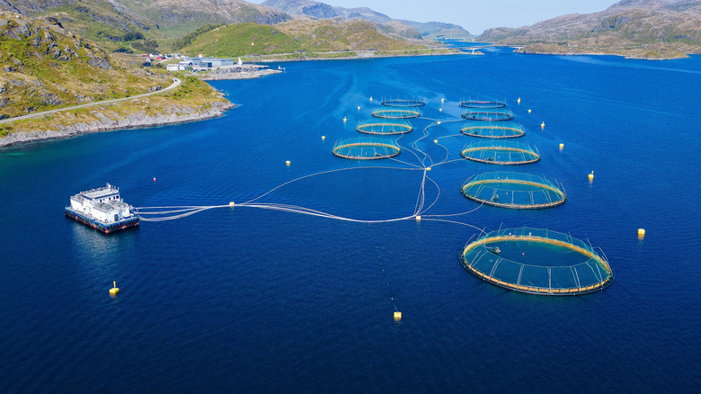 View of a large industrial salmon farm