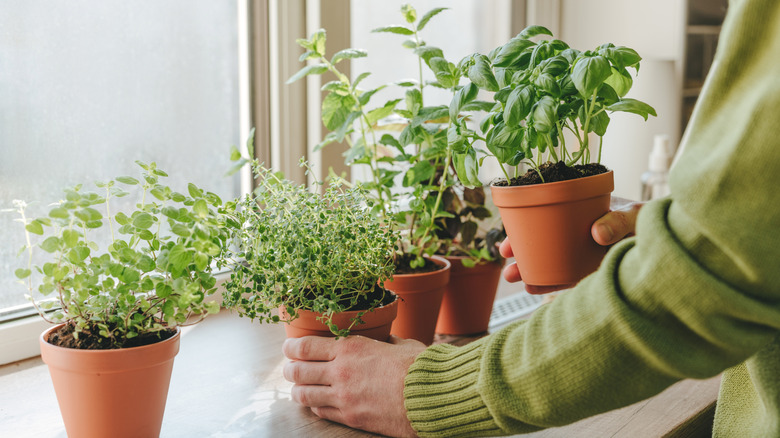 close-up of hands setting potted herbs on a windowsill