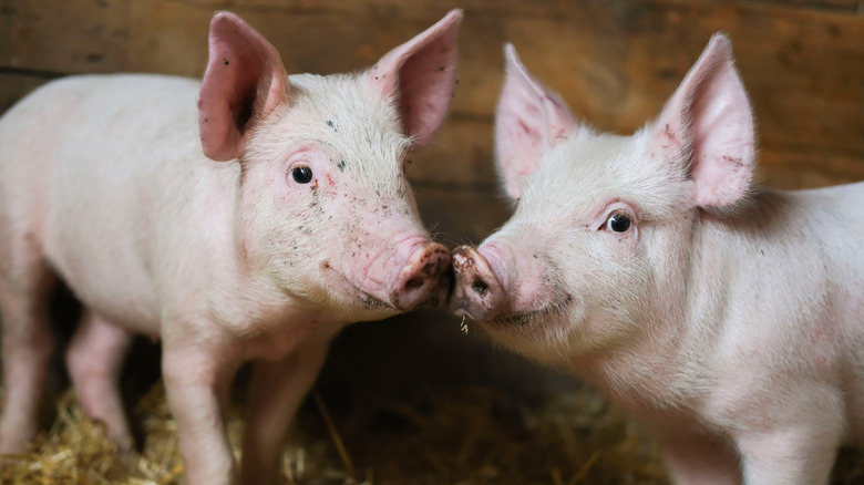 A pair of pigs on a farm