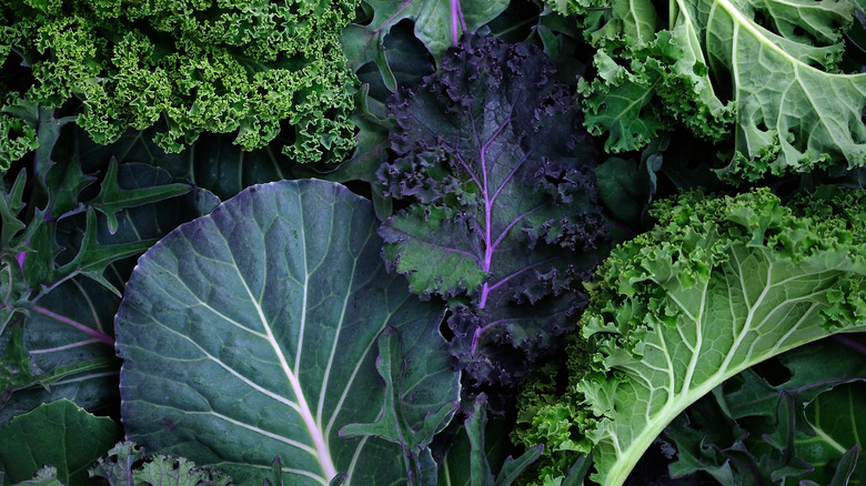 Assorted kale leaves