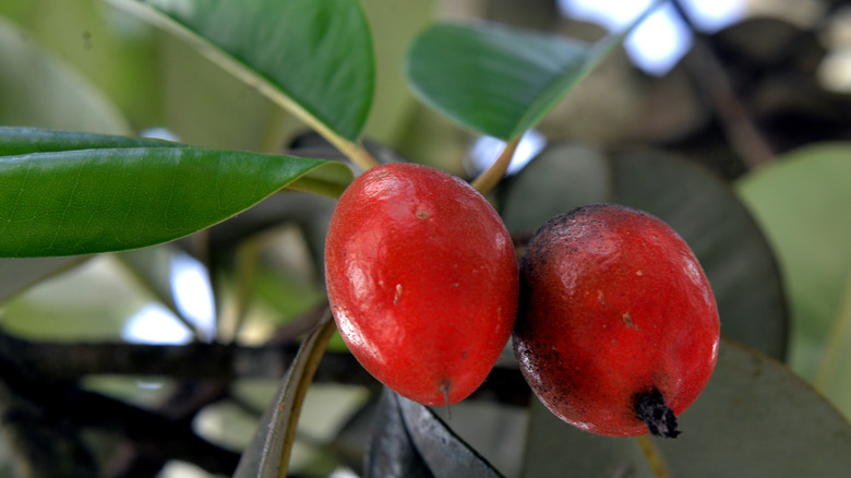 Close-up of red mayhaw fruit on a tree