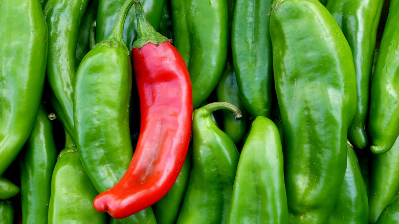 Close-up of a single red chile pepper lying on a bed of green chile peppers