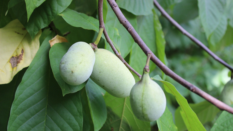 Close-up of 3 pawpaw fruits on a tree