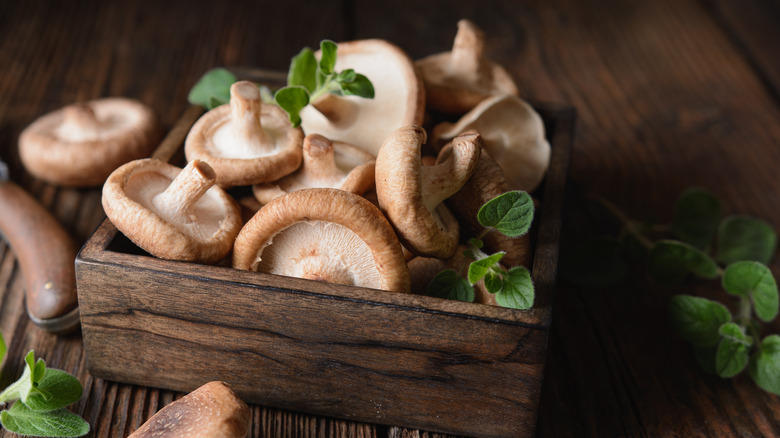 Shitake mushrooms in wooden box