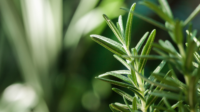 Fresh rosemary sprig growing