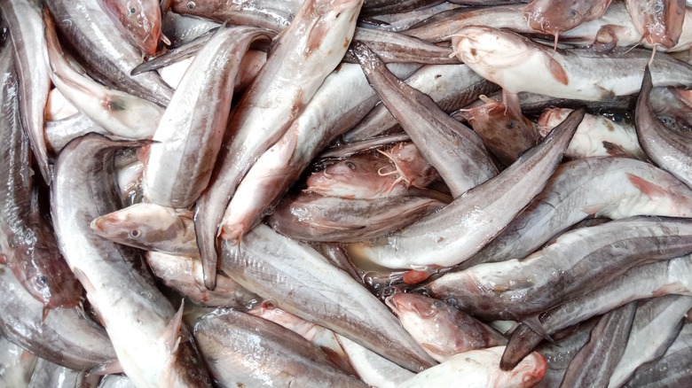 pile of catfishes