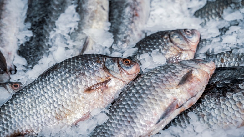 fresh fish on ice
