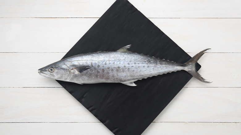 king mackerel on black tile