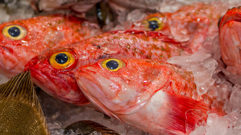 orange roughy on ice