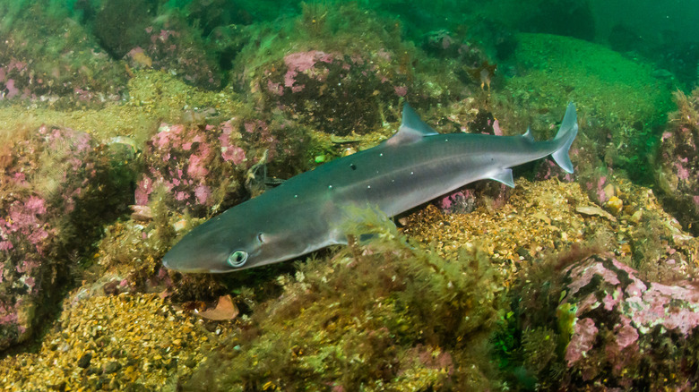 rock salmon underwater