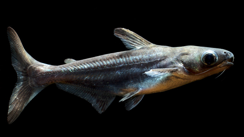 swai fish