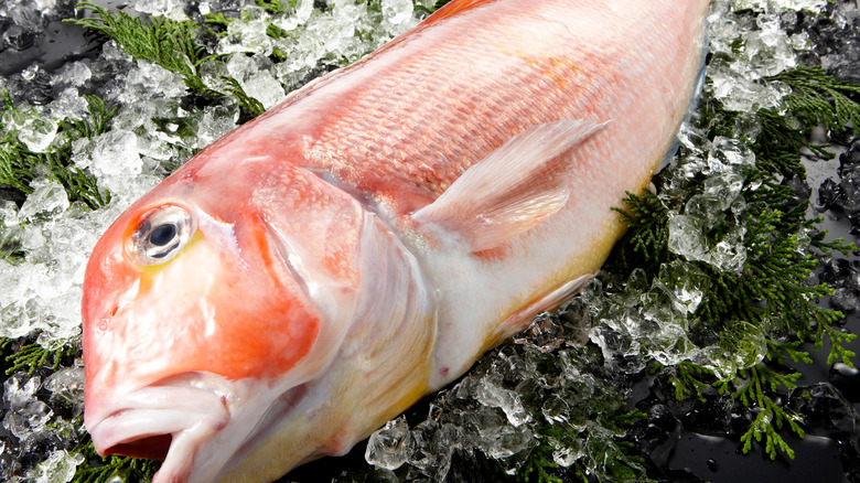 tilefish on ice