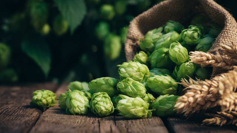 Beer hops and wheat on a table