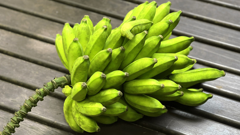 Large bushel of unripe wild bananas