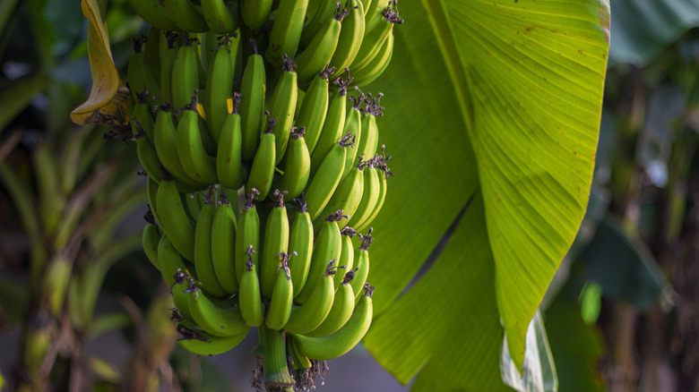 Rows of green bananas hang from a banana "tree"