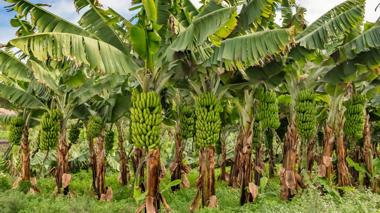 Rows of banana "trees"