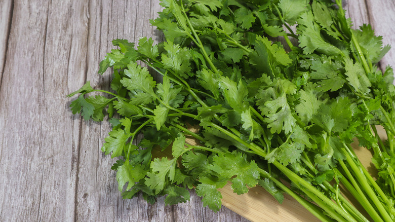 cilantro on cutting board