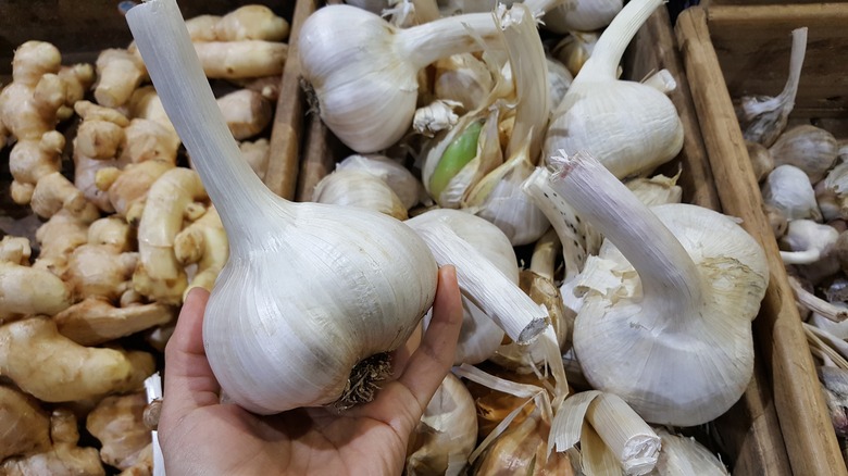 person holding head of garlic