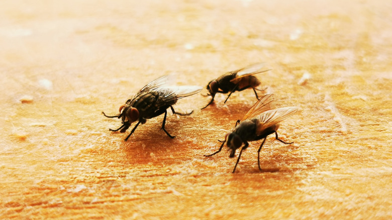 House flies on a wooden board