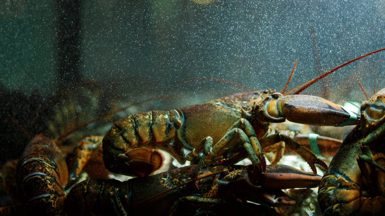 Live caught lobsters in a seafood tank