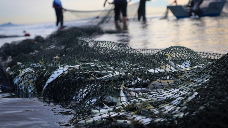 Fish lie in a trawl net on the shore after being caught