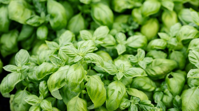 basil plants in garden