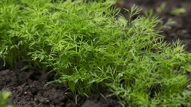 dill growing in garden