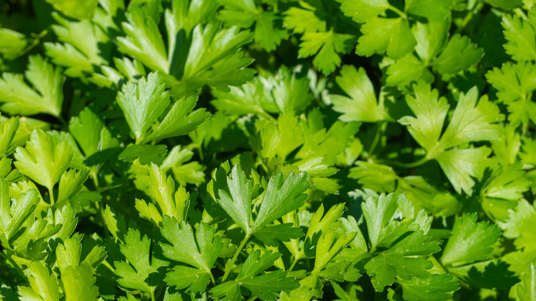 parsley leaves in garden