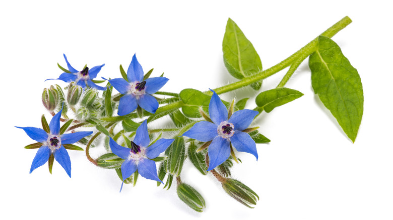 Borage Leaves and Flowers