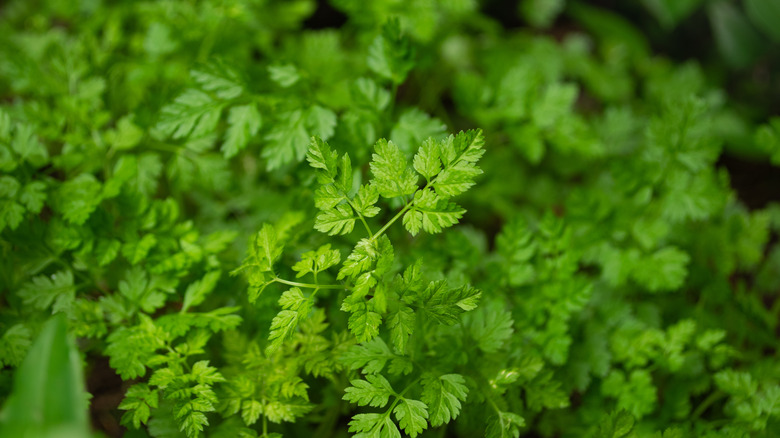 Fresh Chervil