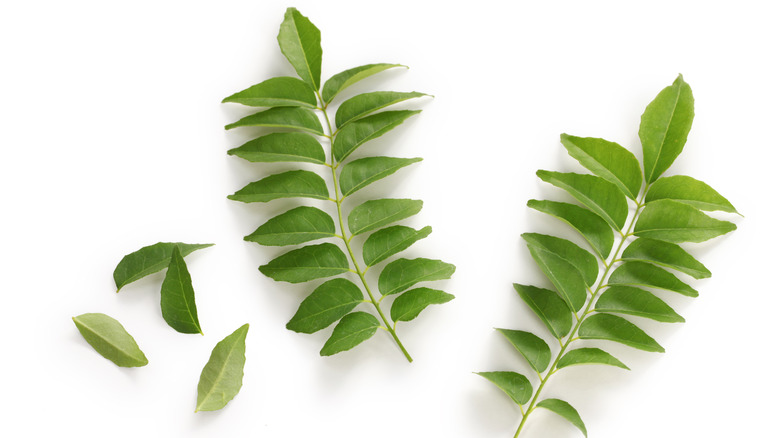 Fresh Curry Leaves