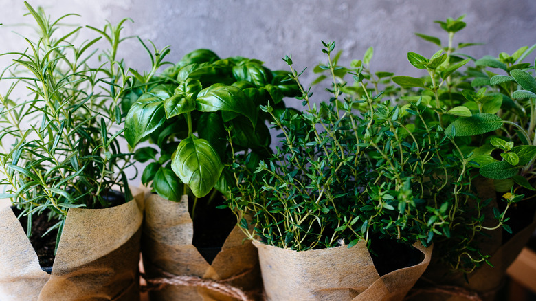 Fresh Herbs Growing
