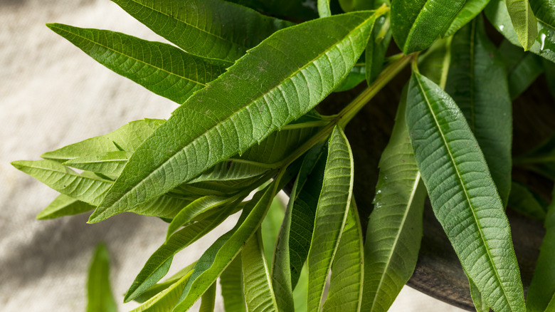 Lemon Verbena Plant